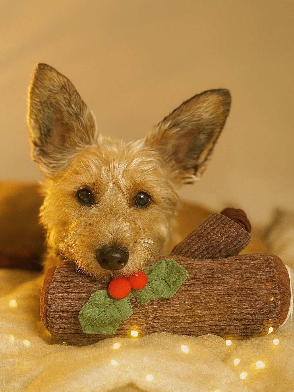 Instagram post from scottysdoggoods. This post is in position 11.