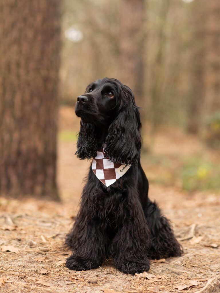 Instagram post from scottysdoggoods. This post is in position 3.