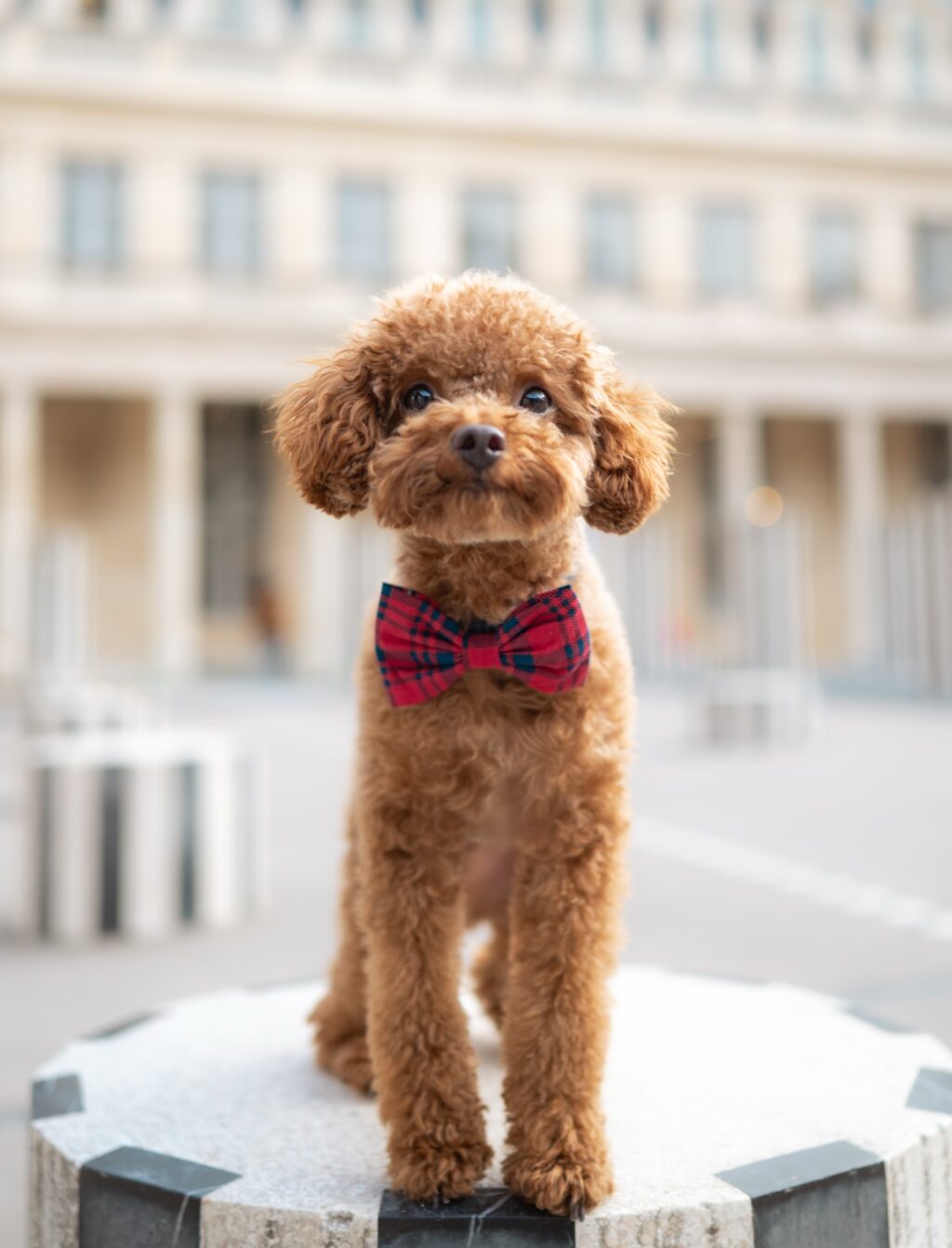 Instagram post from scottysdoggoods. This post is in position 3.