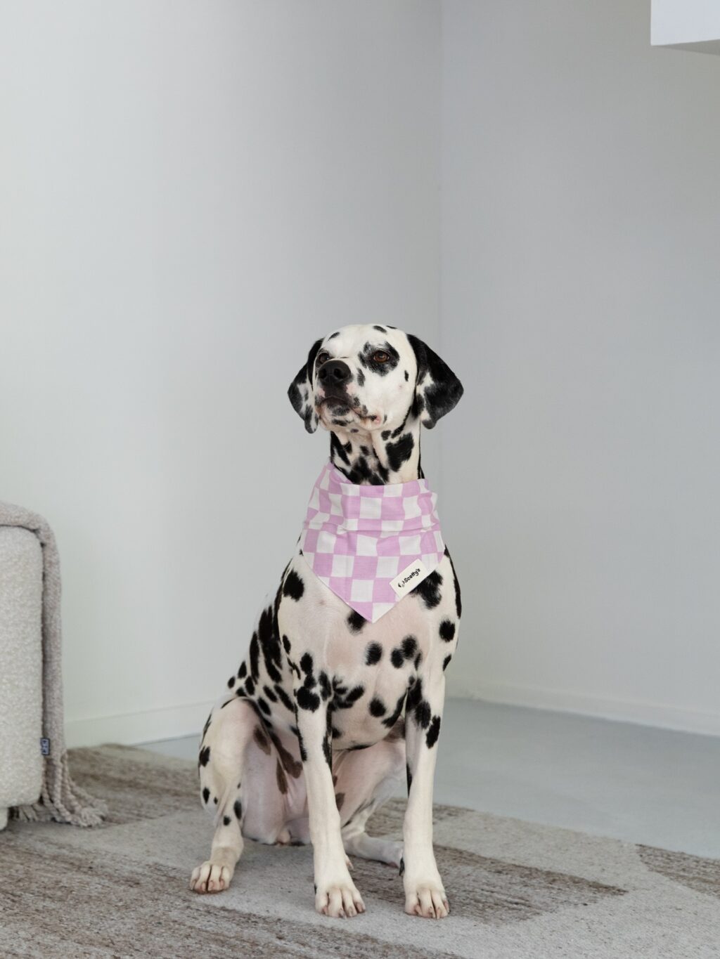 Instagram post from scottysdoggoods. This post is in position 7.