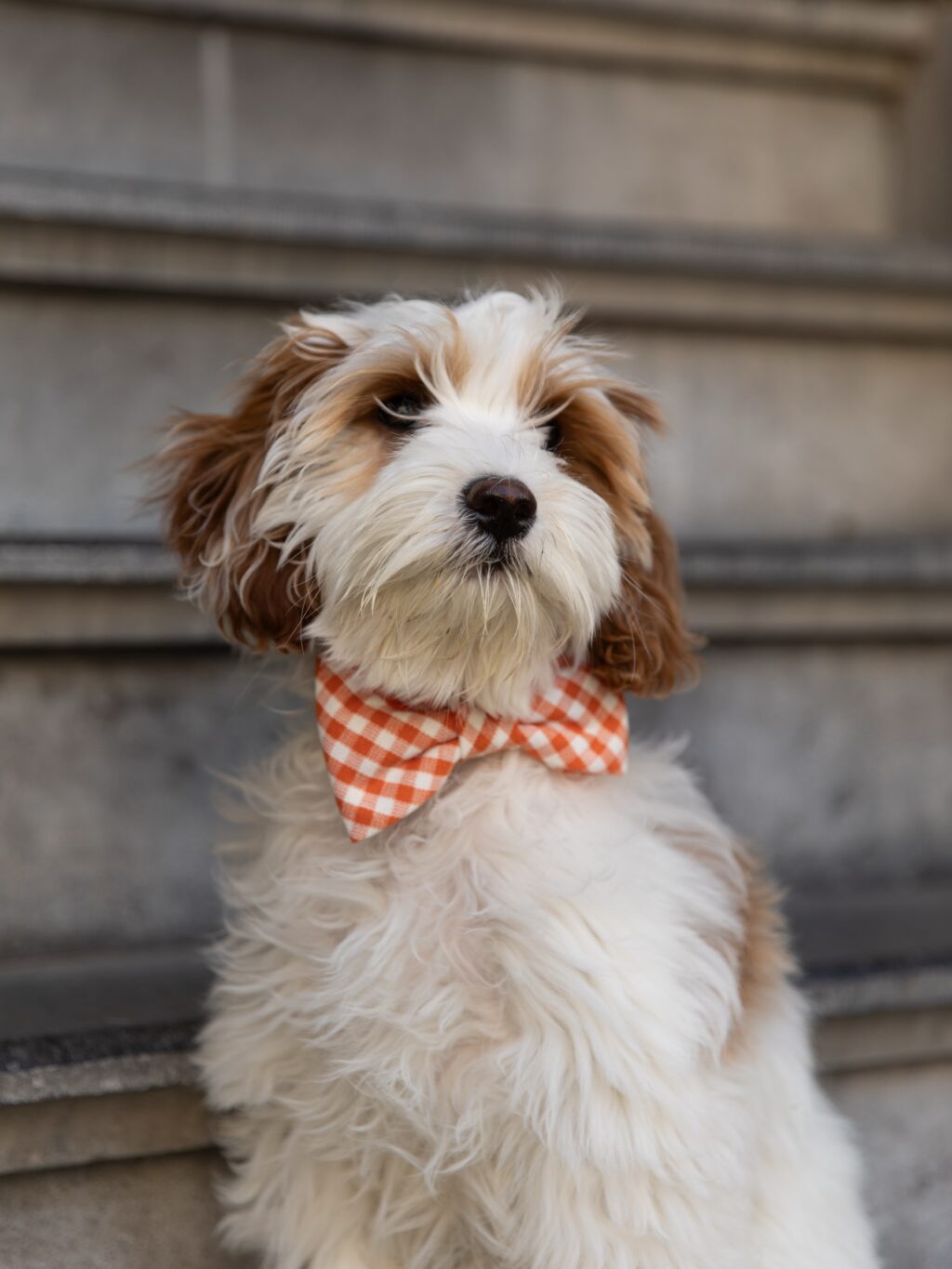 Instagram post from scottysdoggoods. This post is in position 1.