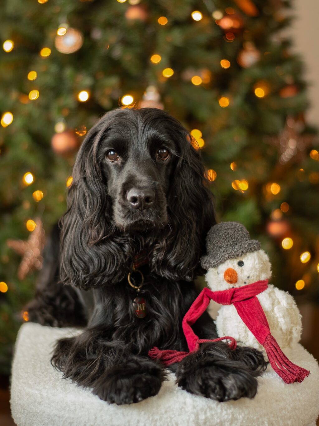 Instagram post from scottysdoggoods. This post is in position 0.