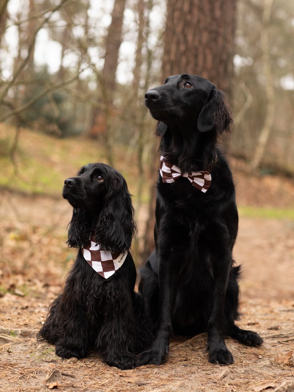 Instagram post from scottysdoggoods. This post is in position 7.