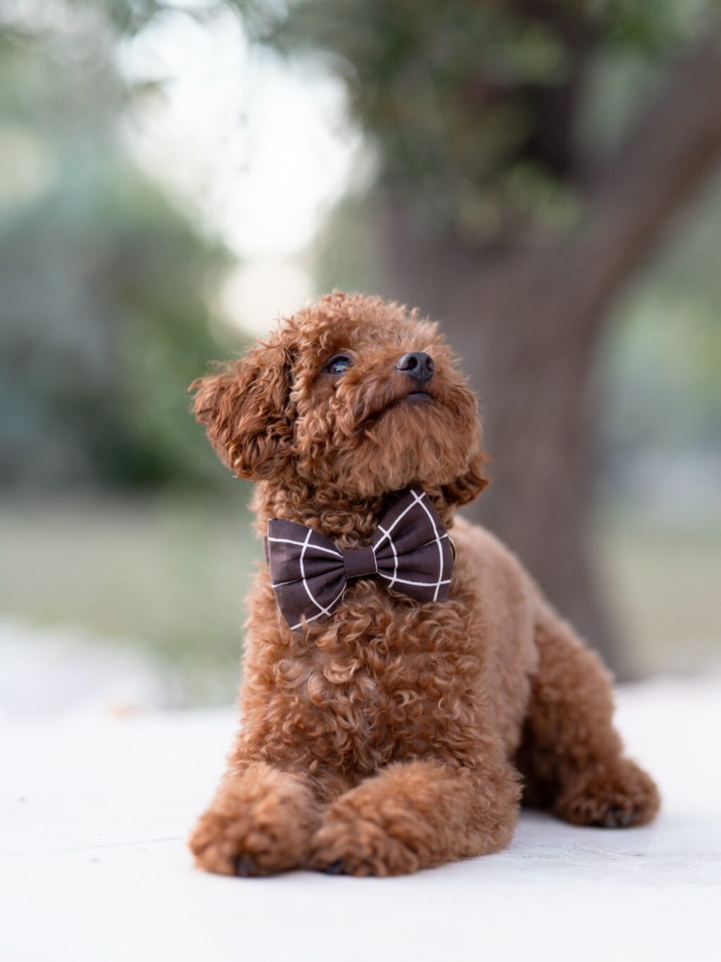 Instagram post from scottysdoggoods. This post is in position 6.