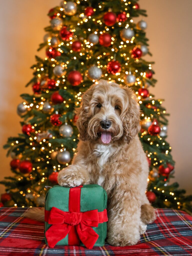 Instagram post from scottysdoggoods. This post is in position 1.