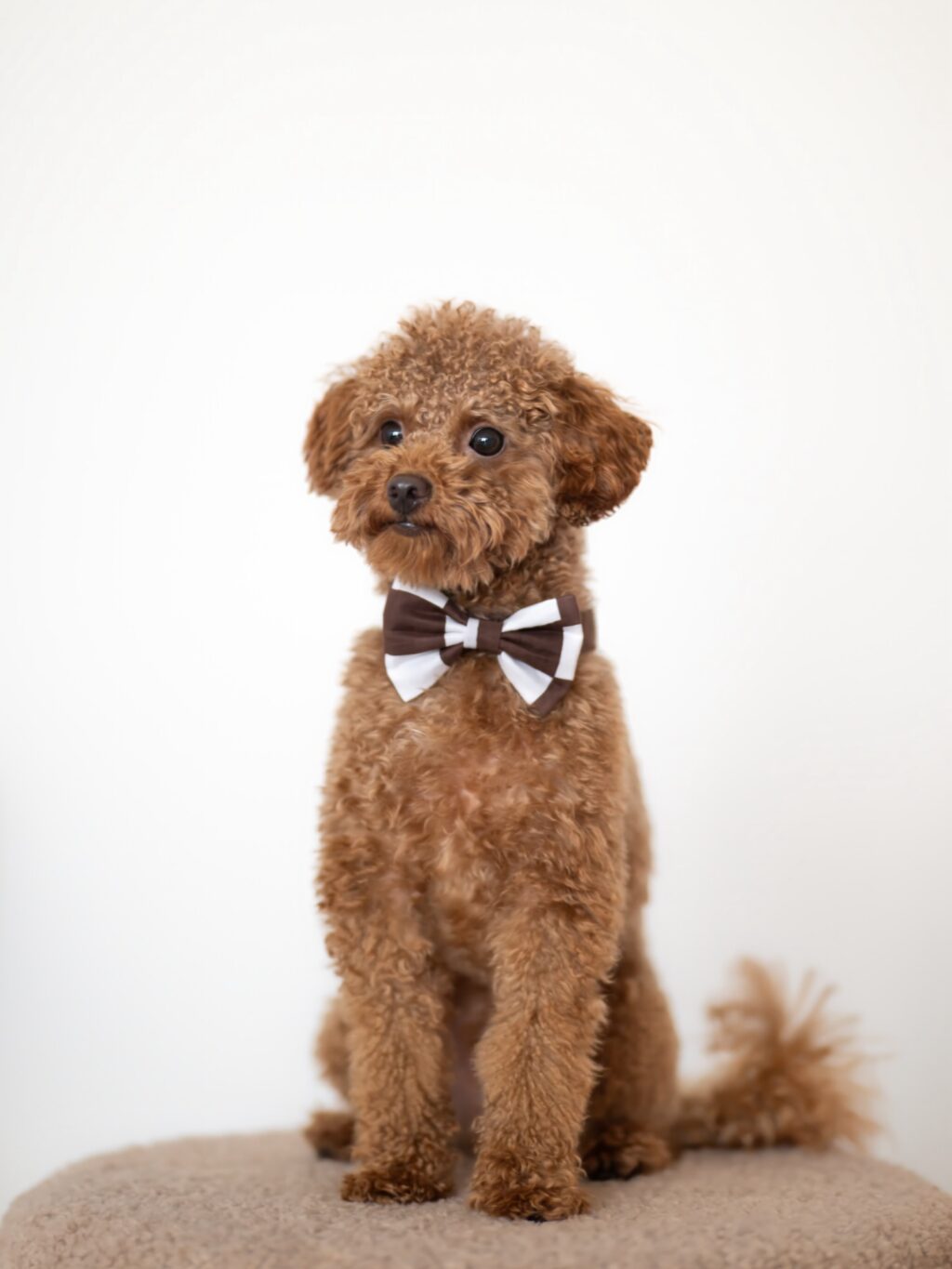 Instagram post from scottysdoggoods. This post is in position 5.