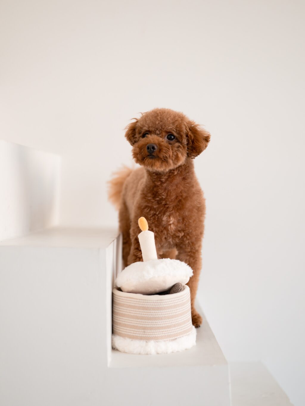 Instagram post from scottysdoggoods. This post is in position 0.