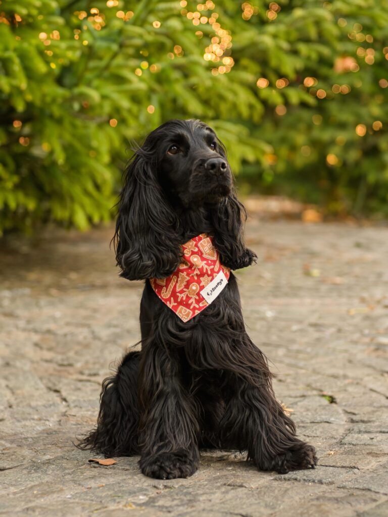 Instagram post from scottysdoggoods. This post is in position 3.