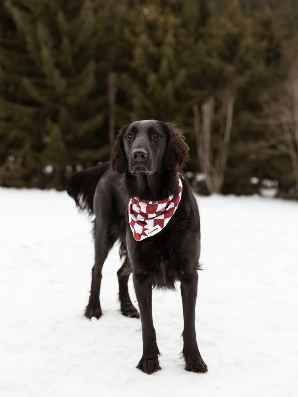 Instagram post from scottysdoggoods. This post is in position 2.