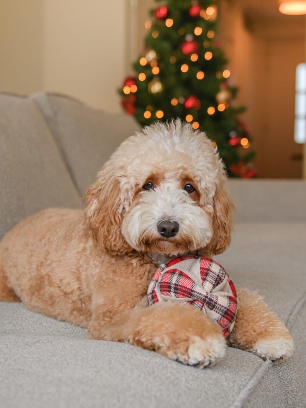 Instagram post from scottysdoggoods. This post is in position 3.