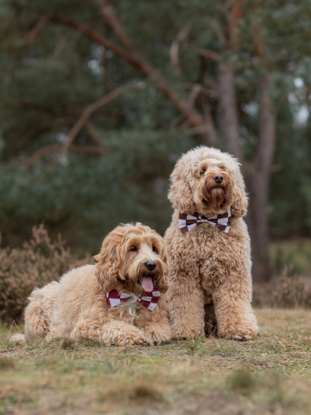 Instagram post from scottysdoggoods. This post is in position 1.