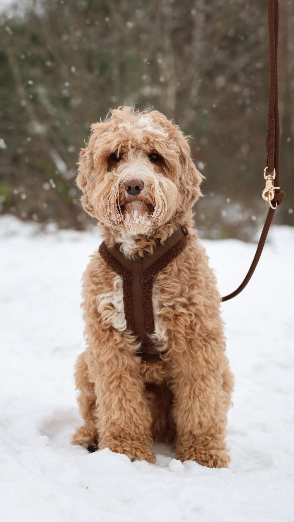 Instagram post from scottysdoggoods. This post is in position 1.