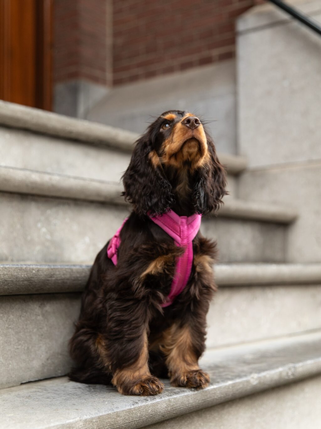 Instagram post from scottysdoggoods. This post is in position 1.