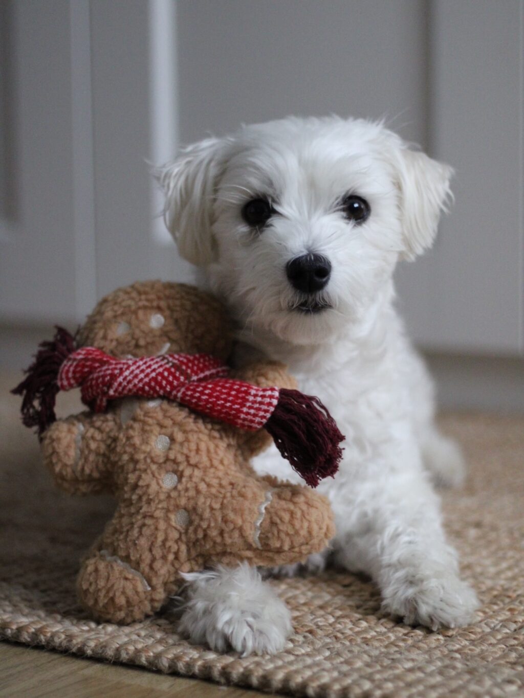 Instagram post from scottysdoggoods. This post is in position 15.