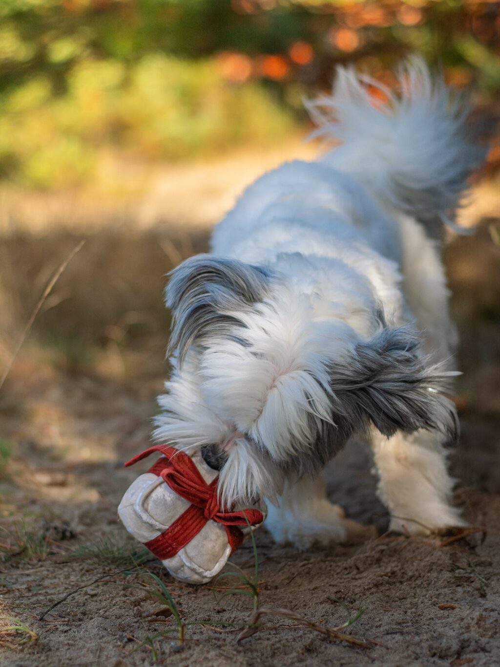 Instagram post from scottysdoggoods. This post is in position 4.