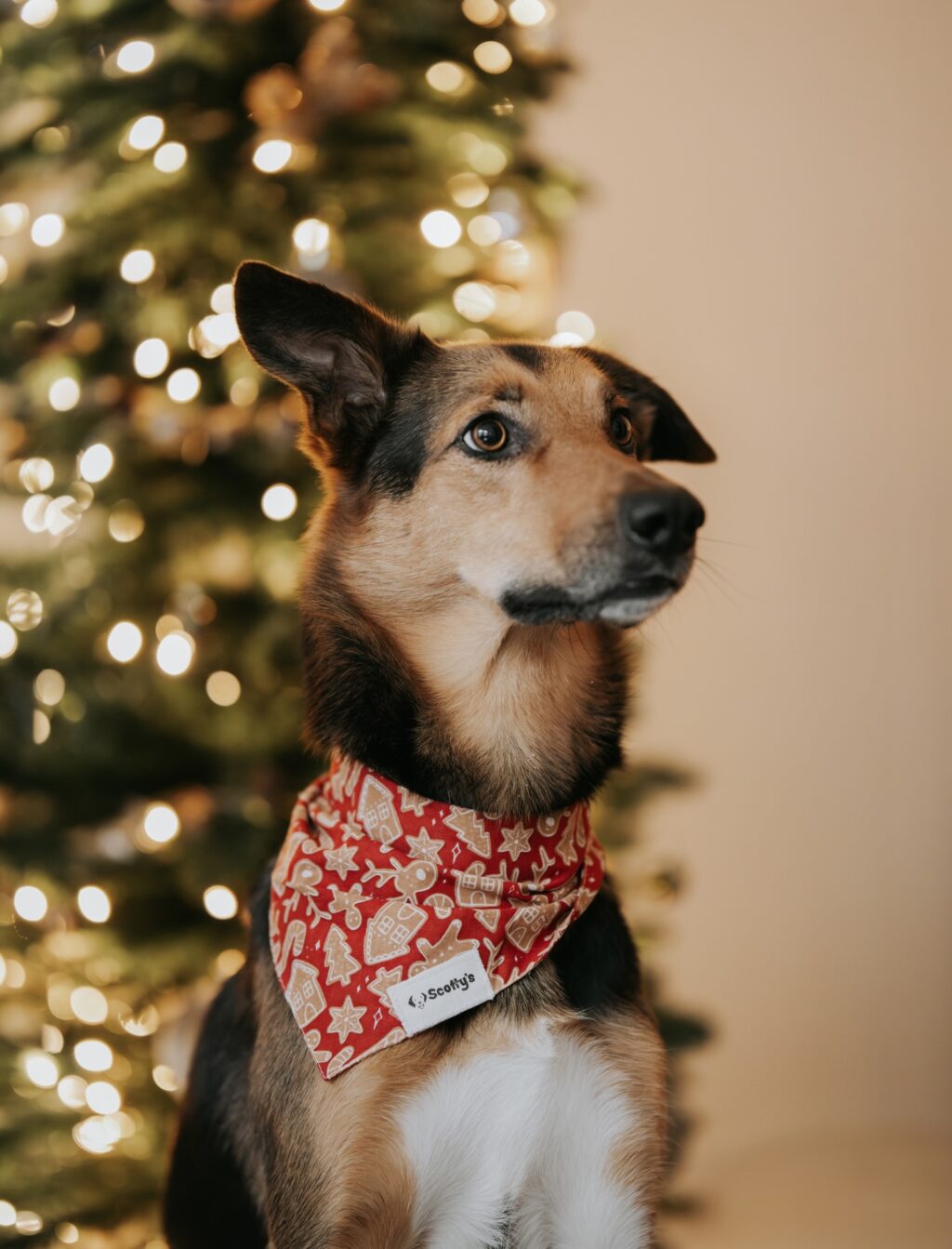 Instagram post from scottysdoggoods. This post is in position 1.