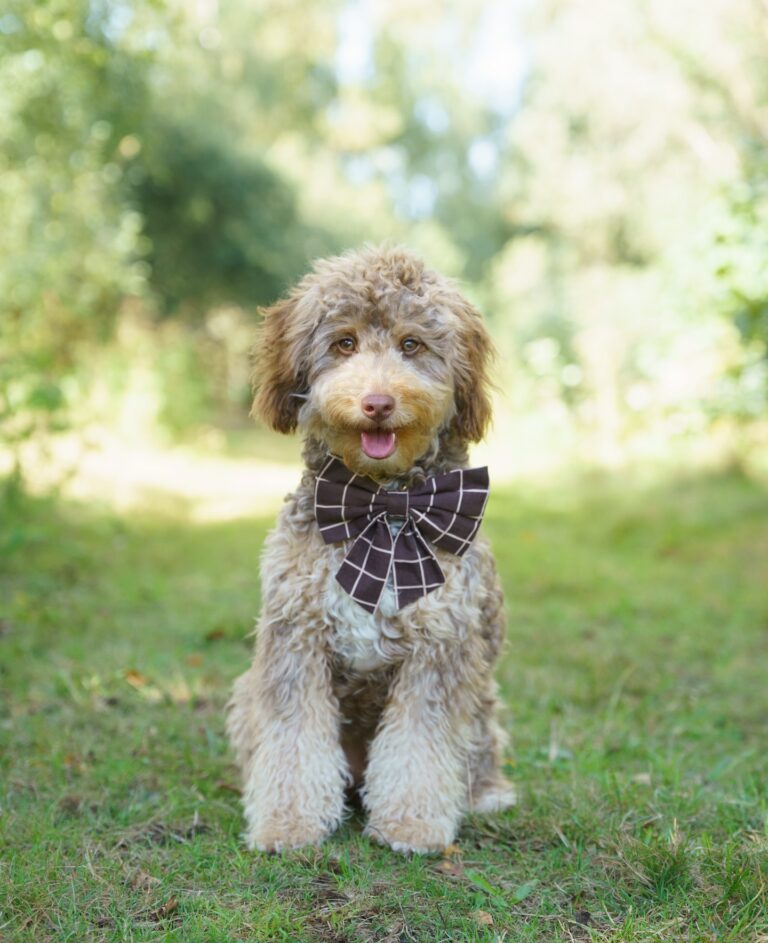 Instagram post from scottysdoggoods. This post is in position 1.