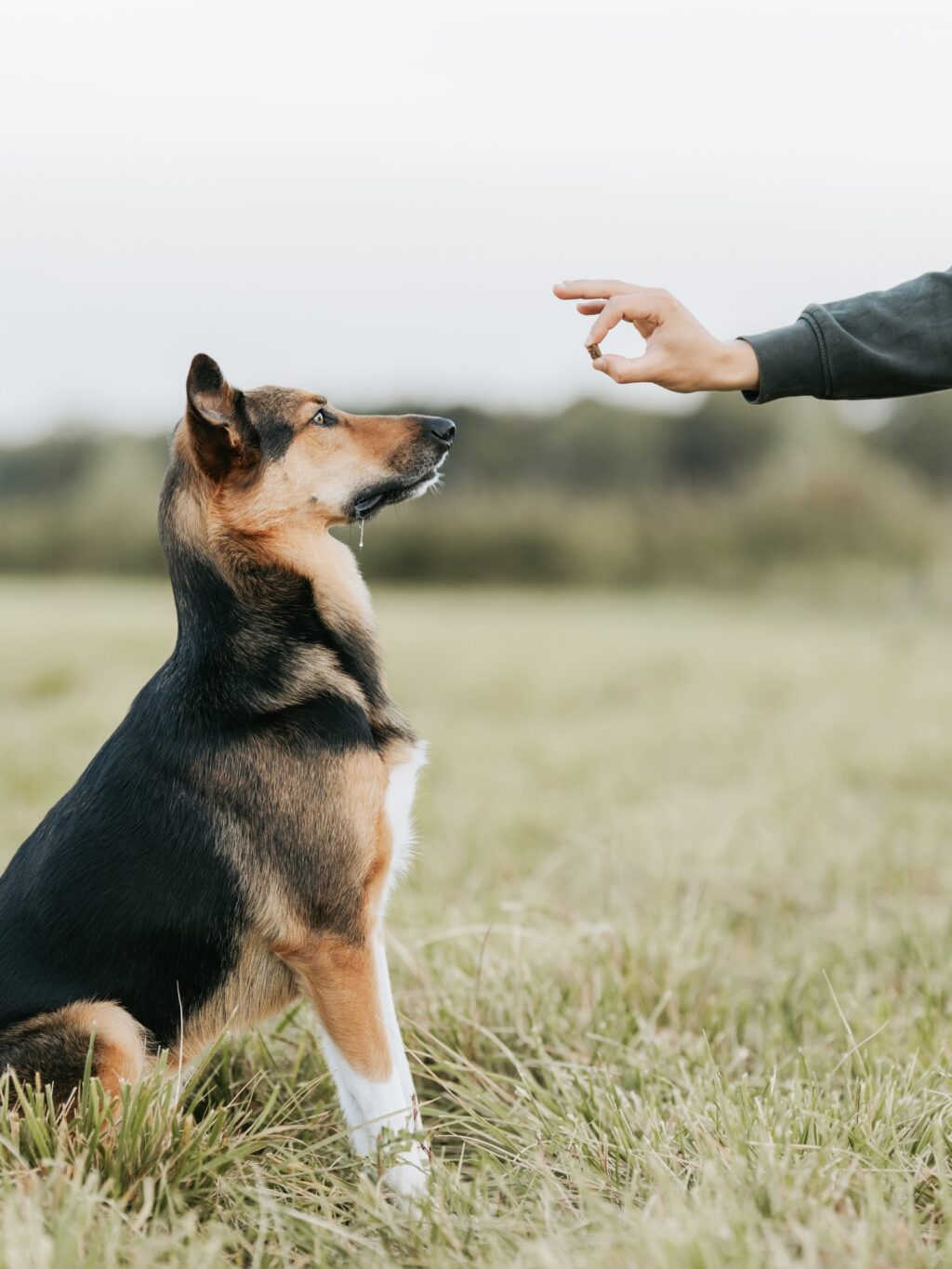 Instagram post from scottysdoggoods. This post is in position 1.