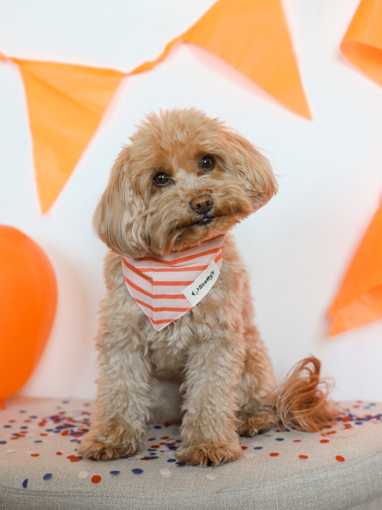 Instagram post from scottysdoggoods. This post is in position 1.