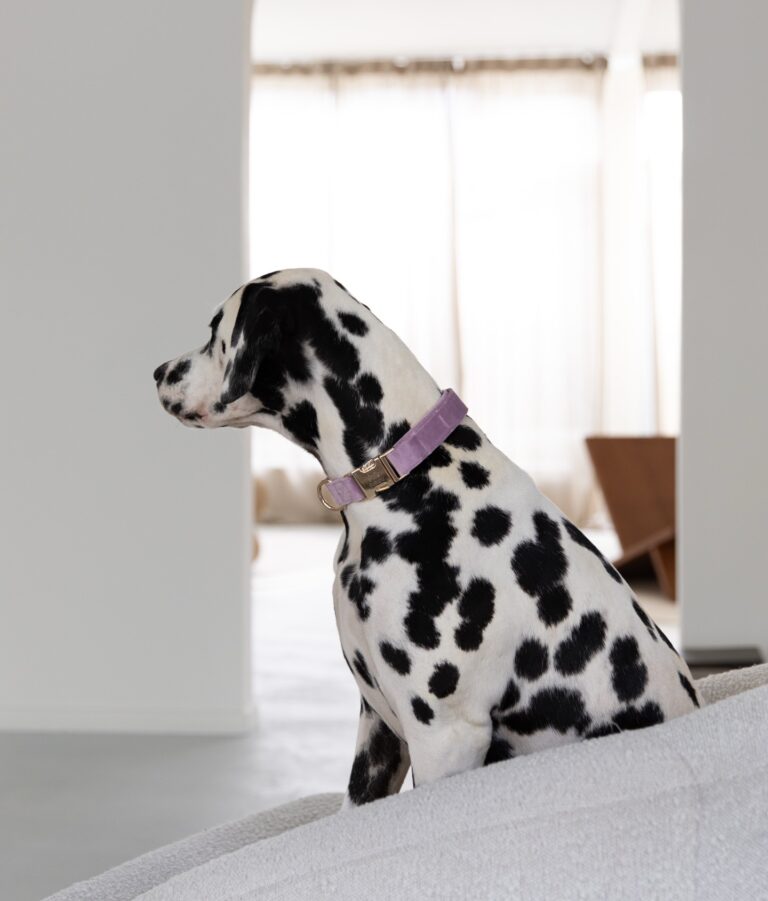 Instagram post from scottysdoggoods. This post is in position 1.