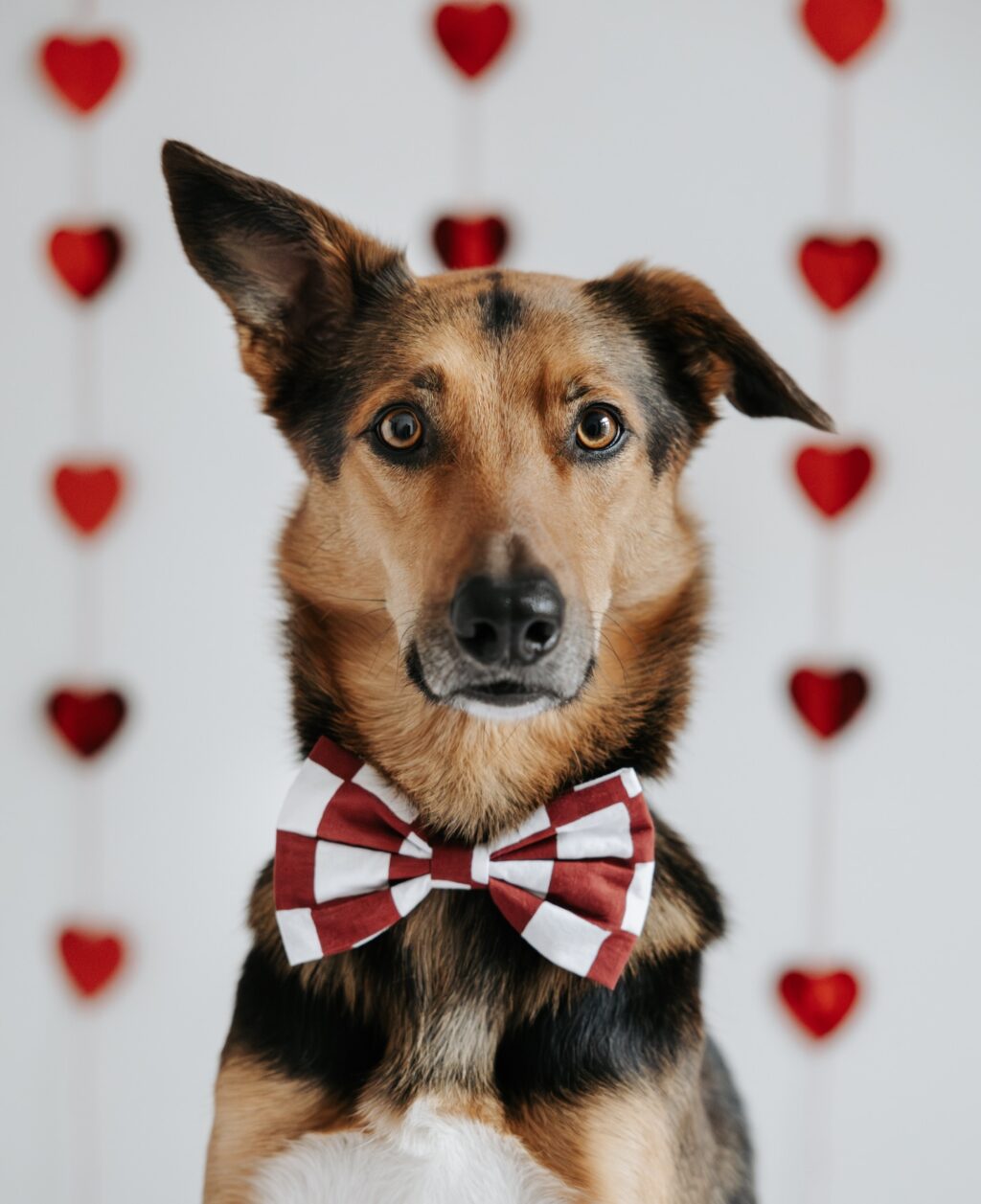 Instagram post from scottysdoggoods. This post is in position 2.