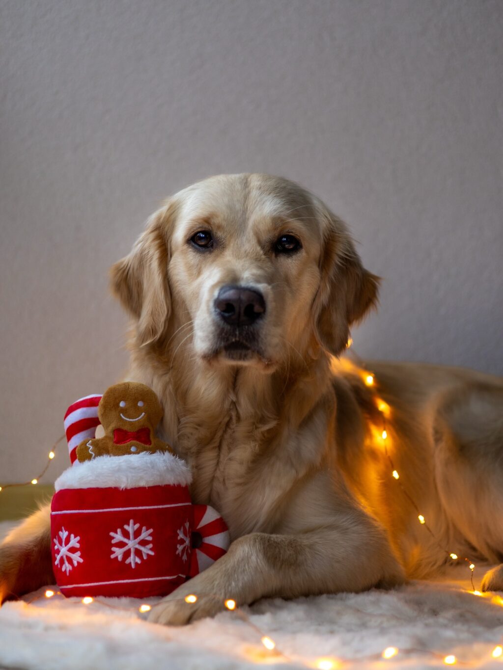 Instagram post from scottysdoggoods. This post is in position 5.