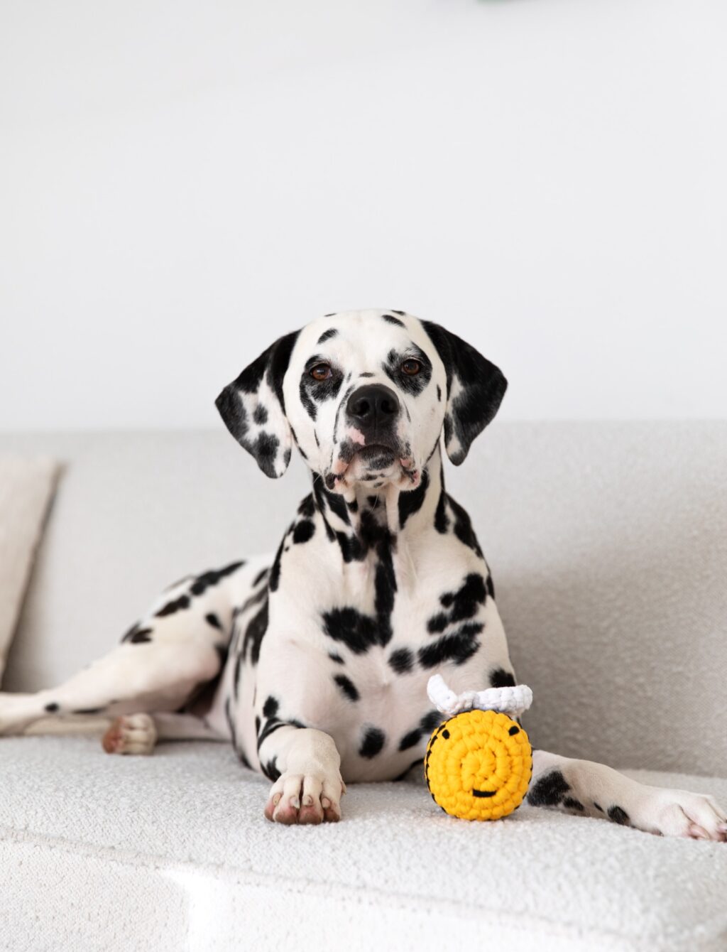 Instagram post from scottysdoggoods. This post is in position 2.