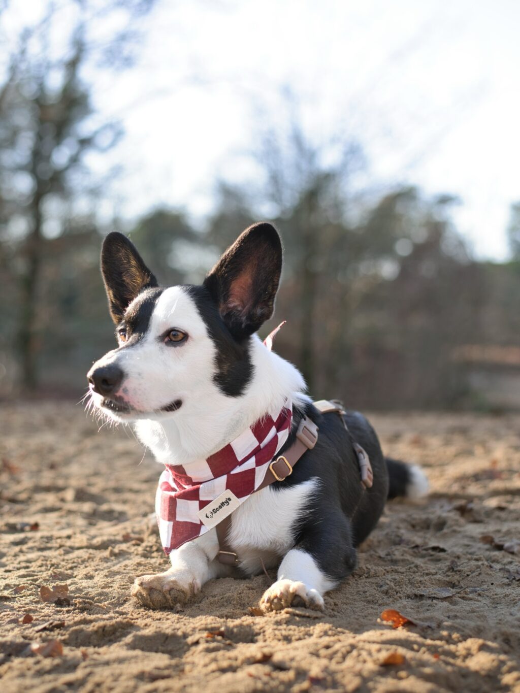 Instagram post from scottysdoggoods. This post is in position 6.