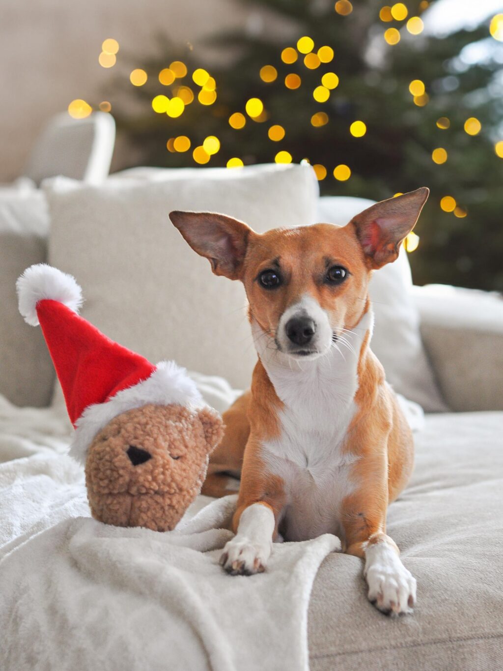 Instagram post from scottysdoggoods. This post is in position 8.