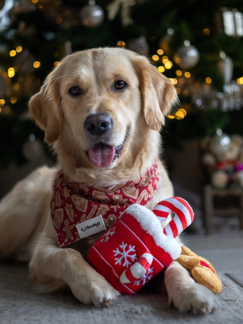 Instagram post from scottysdoggoods. This post is in position 2.