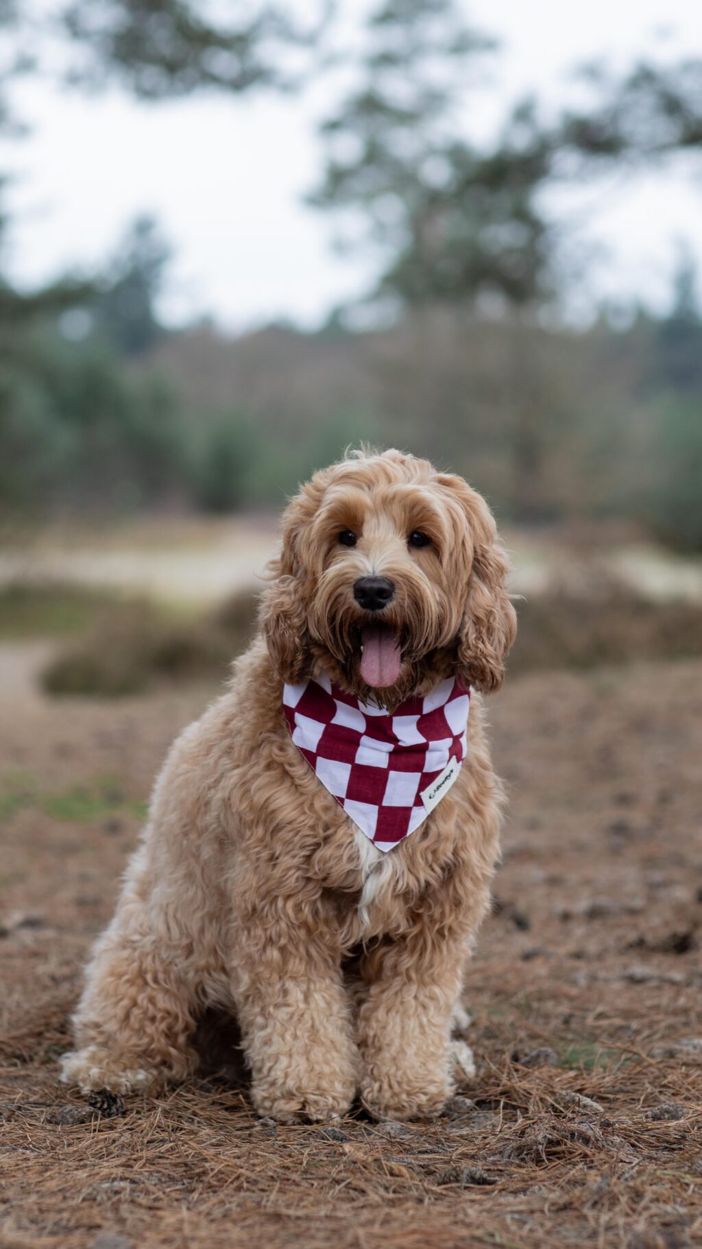 Instagram post from scottysdoggoods. This post is in position 3.