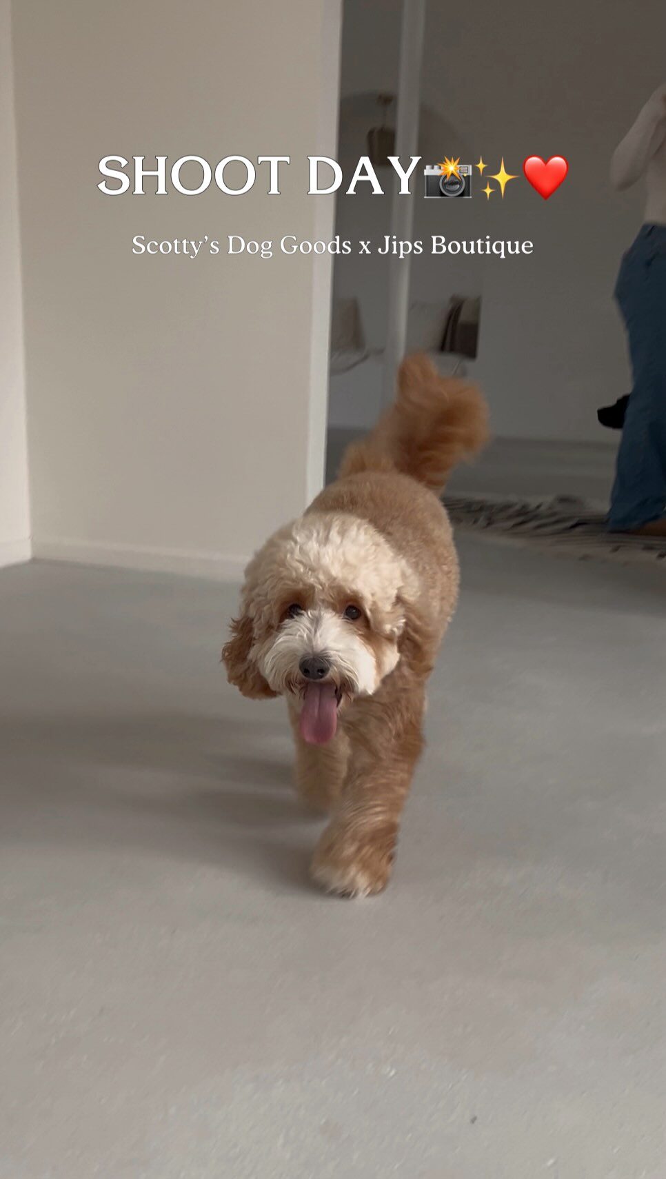 Instagram post from scottysdoggoods. This post is in position 1.