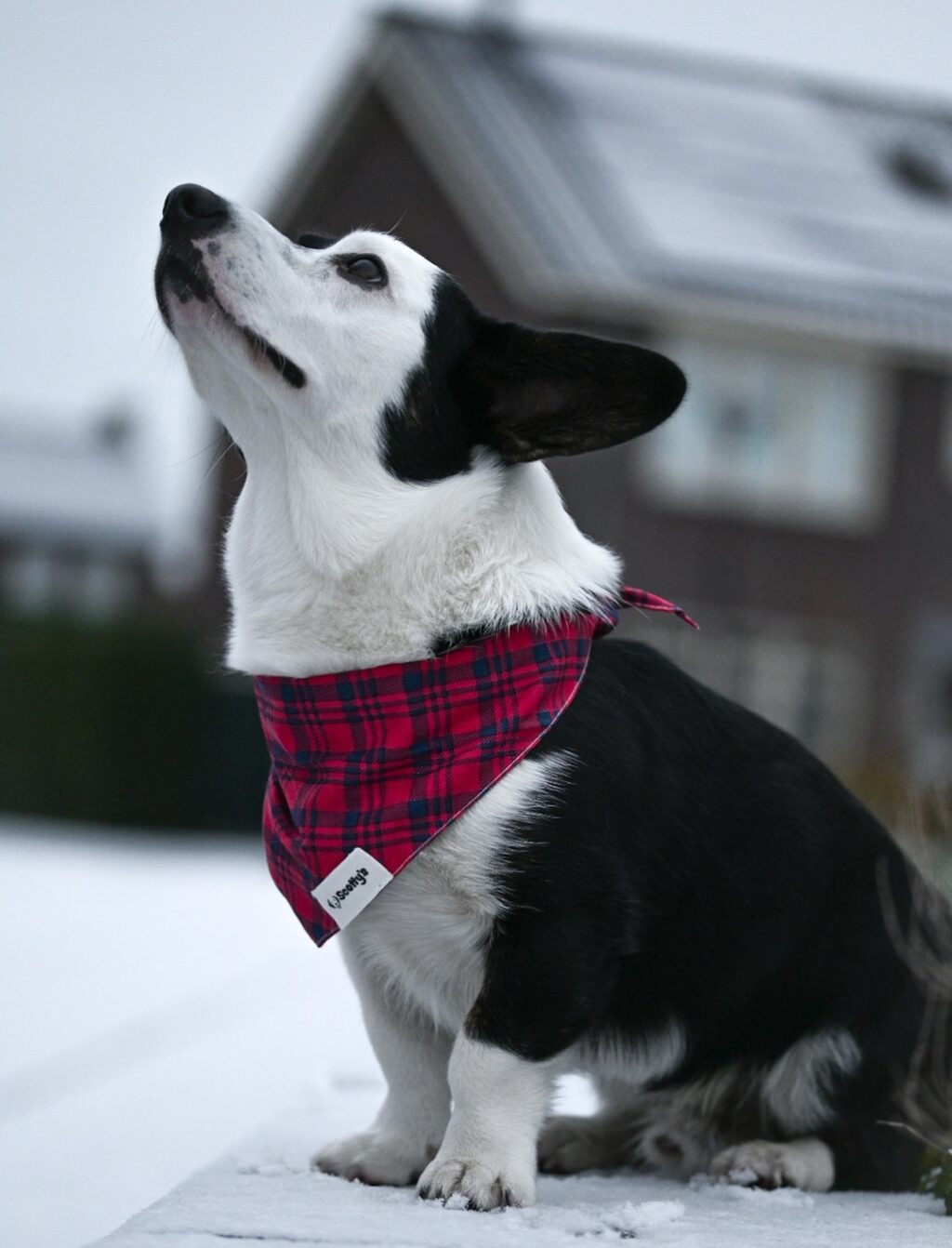 Instagram post from scottysdoggoods. This post is in position 7.