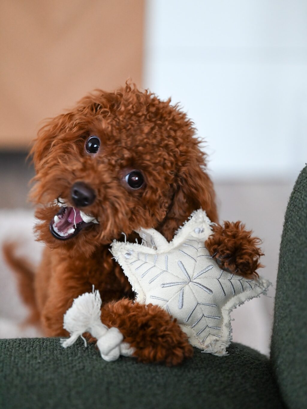 Instagram post from scottysdoggoods. This post is in position 9.