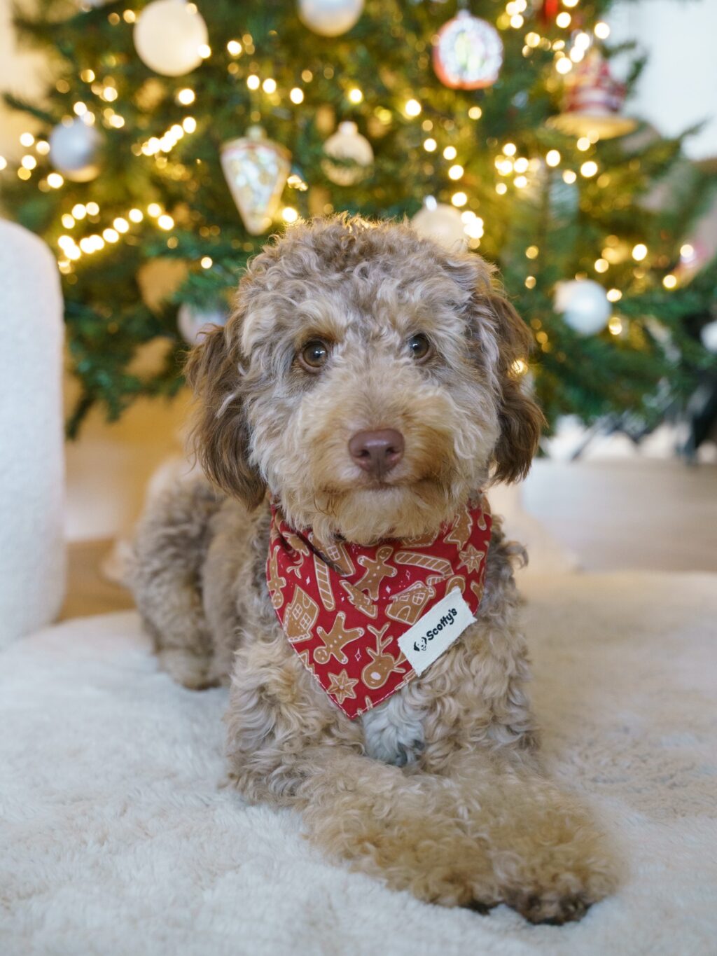 Instagram post from scottysdoggoods. This post is in position 13.