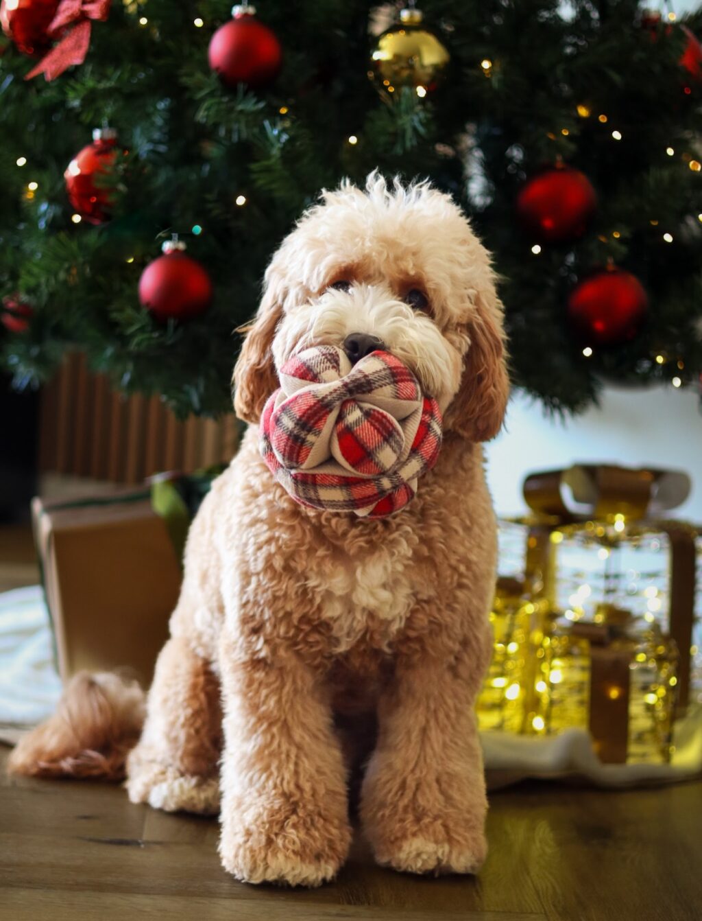 Instagram post from scottysdoggoods. This post is in position 2.