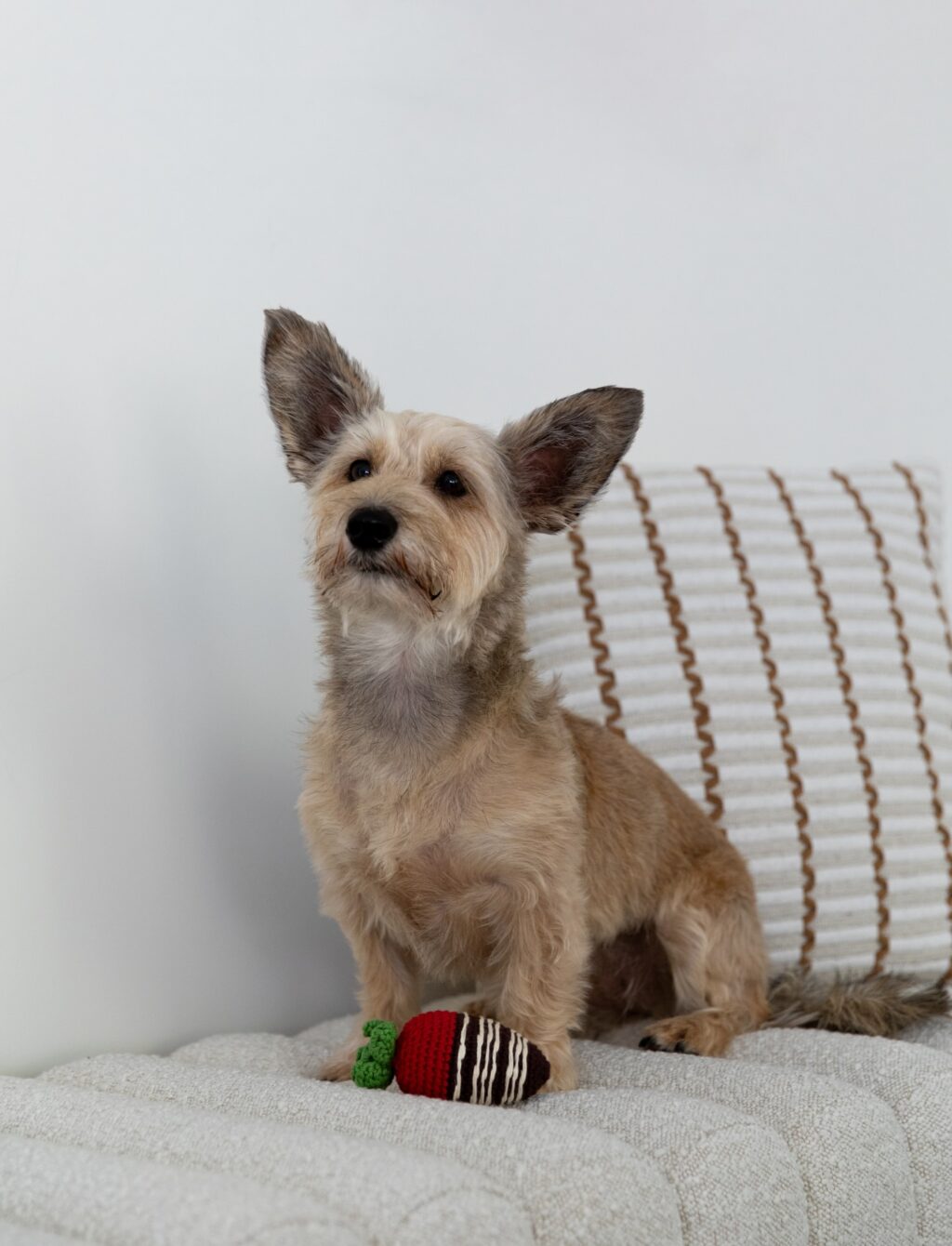 Instagram post from scottysdoggoods. This post is in position 1.