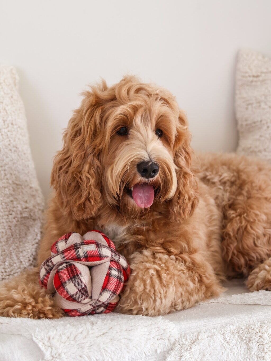 Instagram post from scottysdoggoods. This post is in position 1.