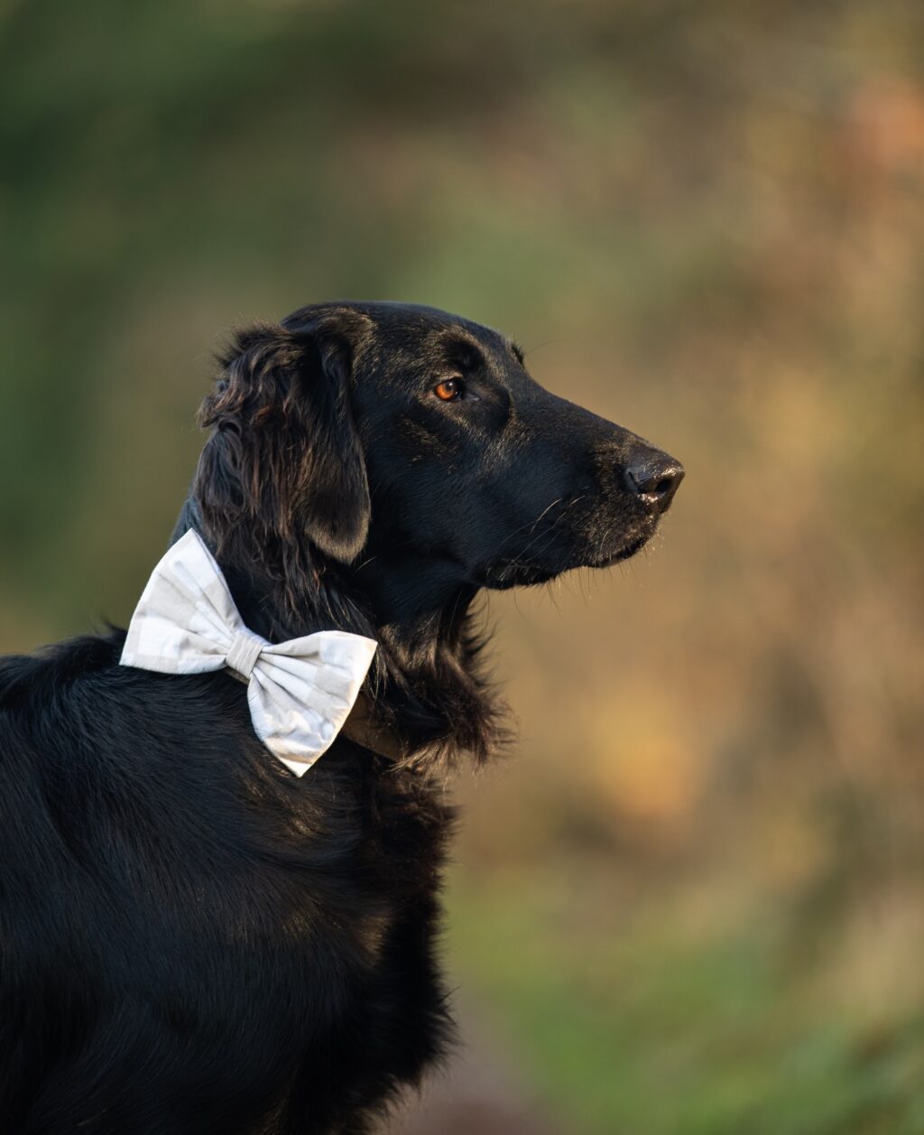 Instagram post from scottysdoggoods. This post is in position 4.