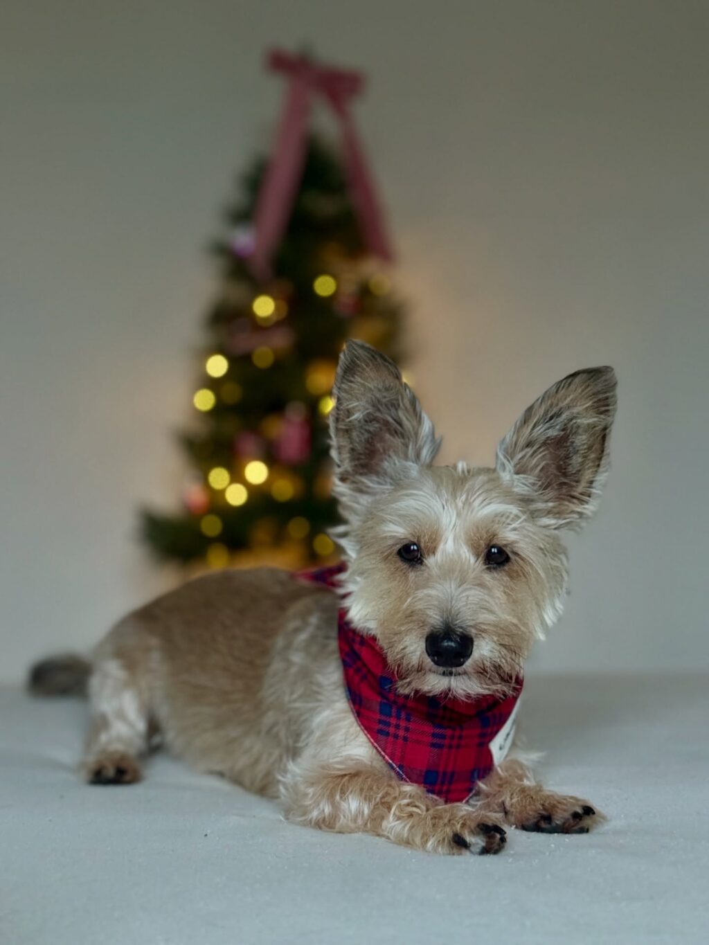 Instagram post from scottysdoggoods. This post is in position 6.