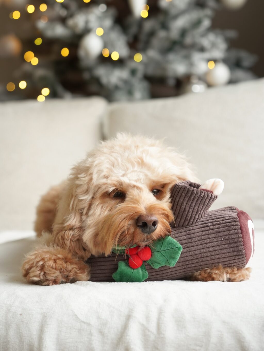 Instagram post from scottysdoggoods. This post is in position 16.