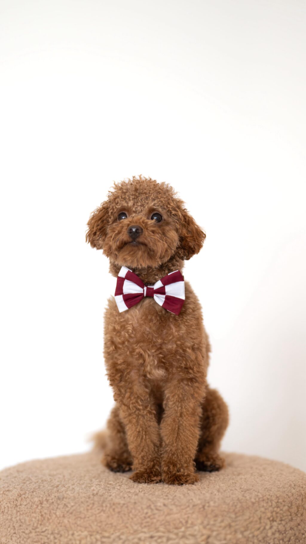 Instagram post from scottysdoggoods. This post is in position 4.