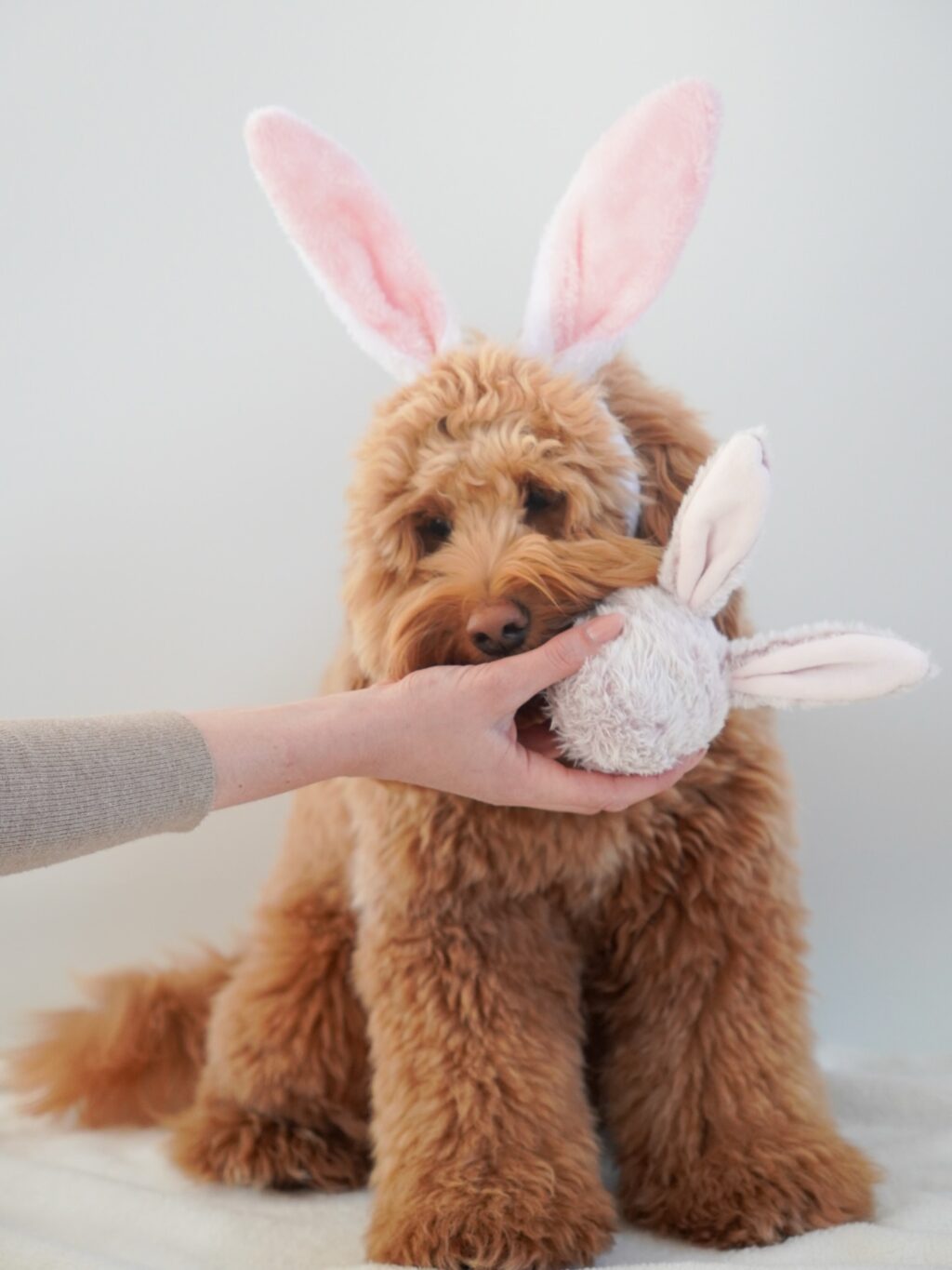 Instagram post from scottysdoggoods. This post is in position 3.