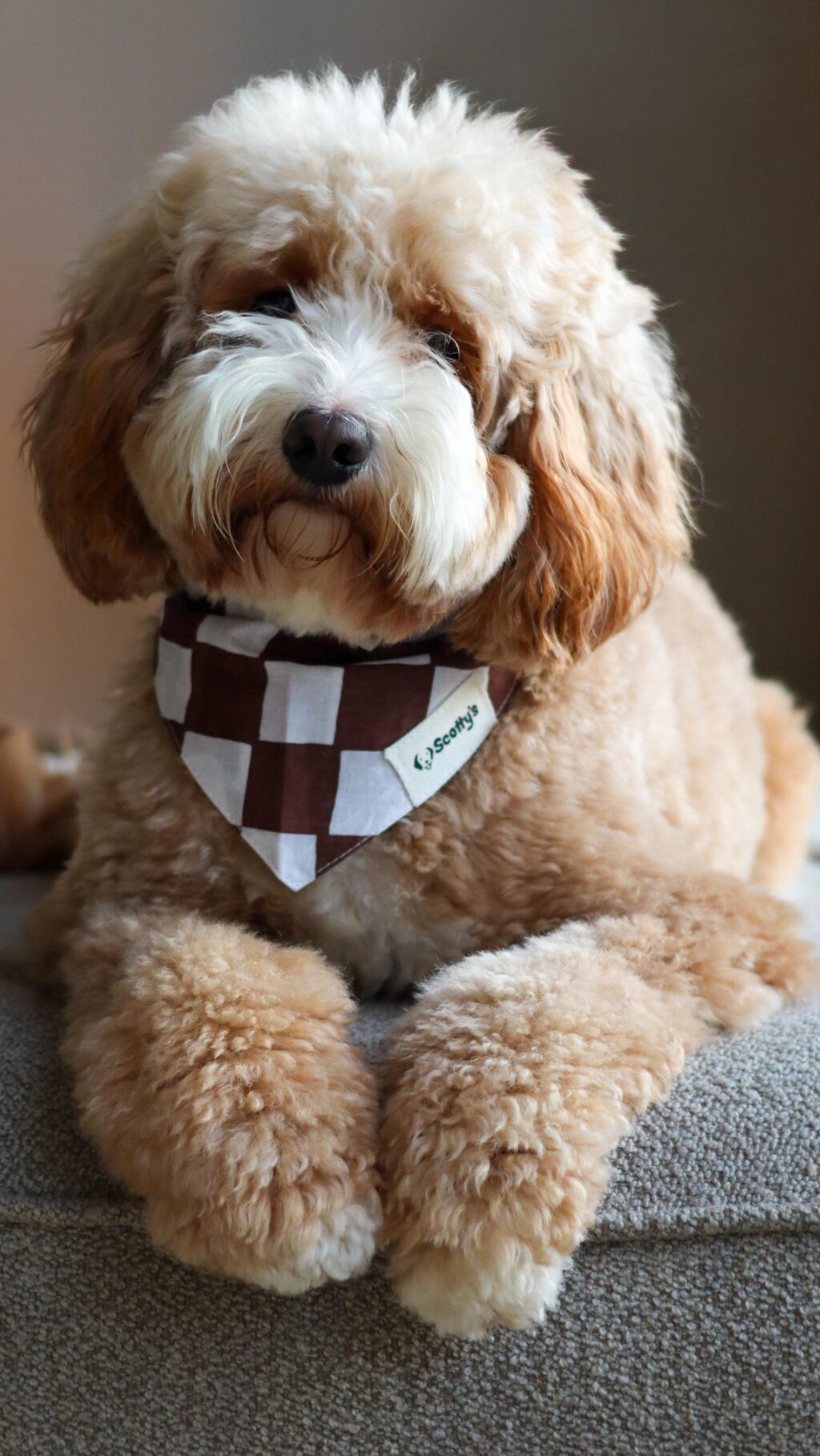 Instagram post from scottysdoggoods. This post is in position 0.