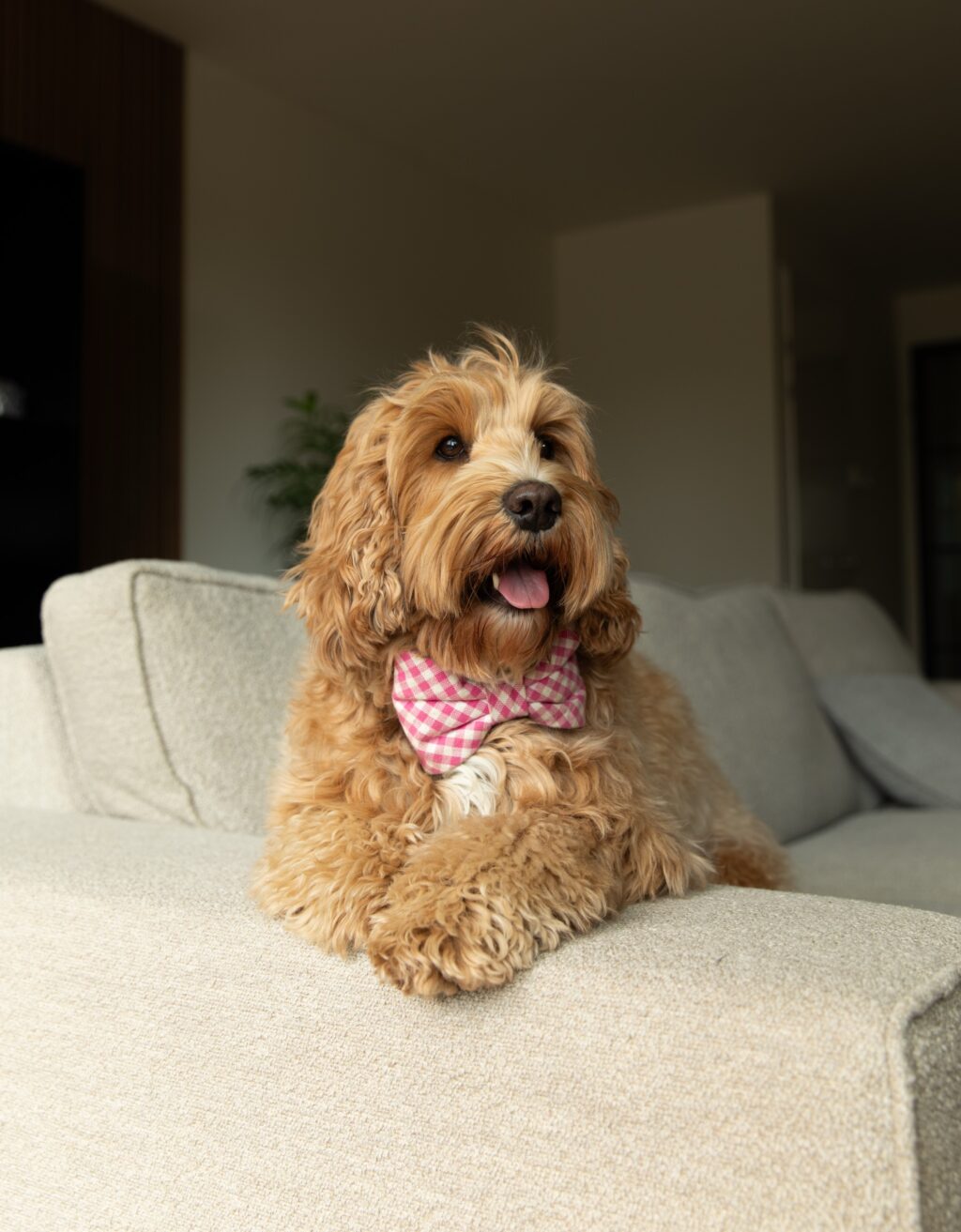 Instagram post from scottysdoggoods. This post is in position 0.