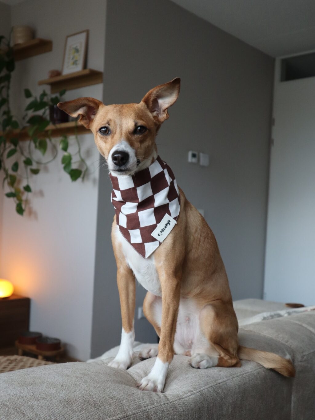 Instagram post from scottysdoggoods. This post is in position 4.