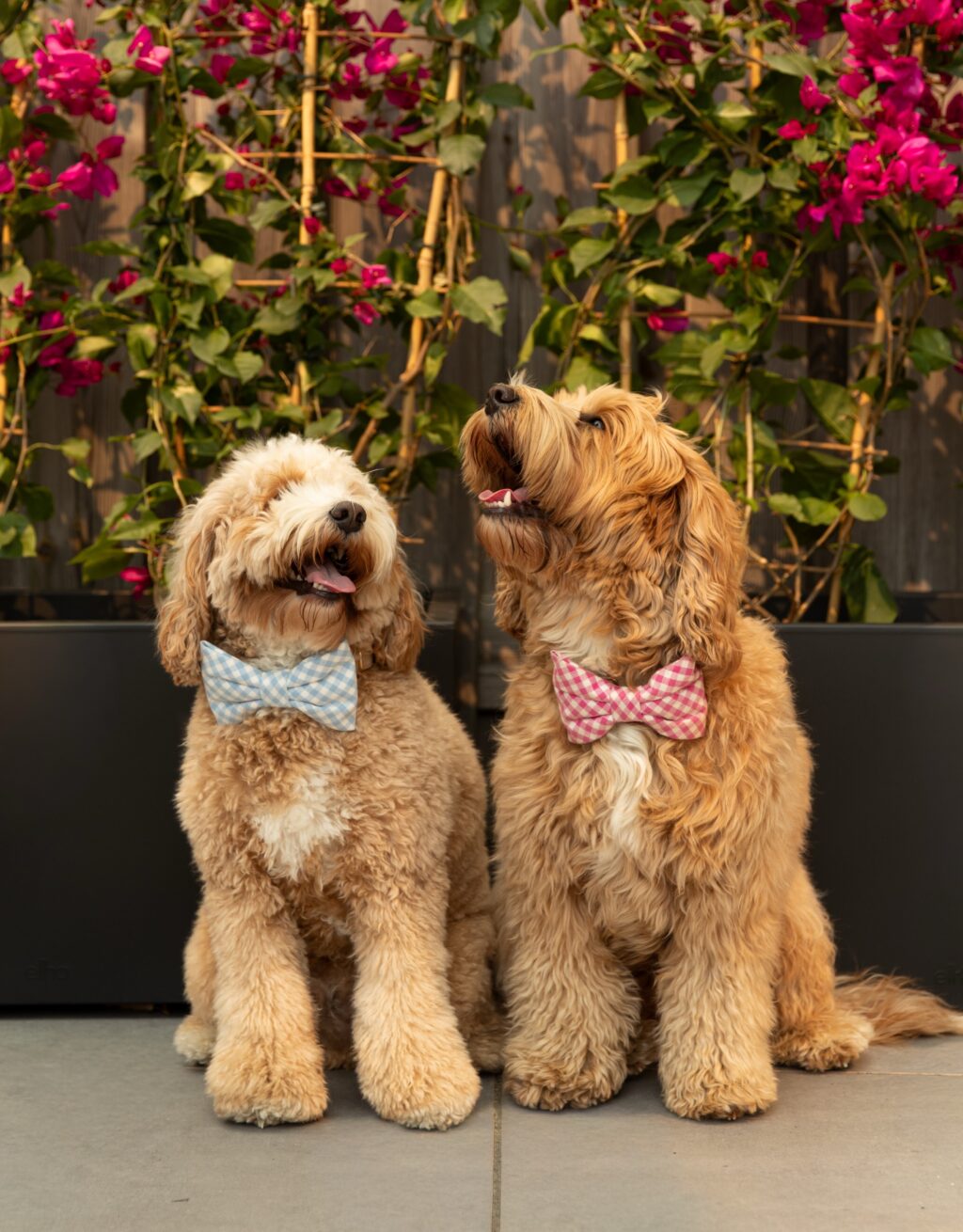 Instagram post from scottysdoggoods. This post is in position 1.