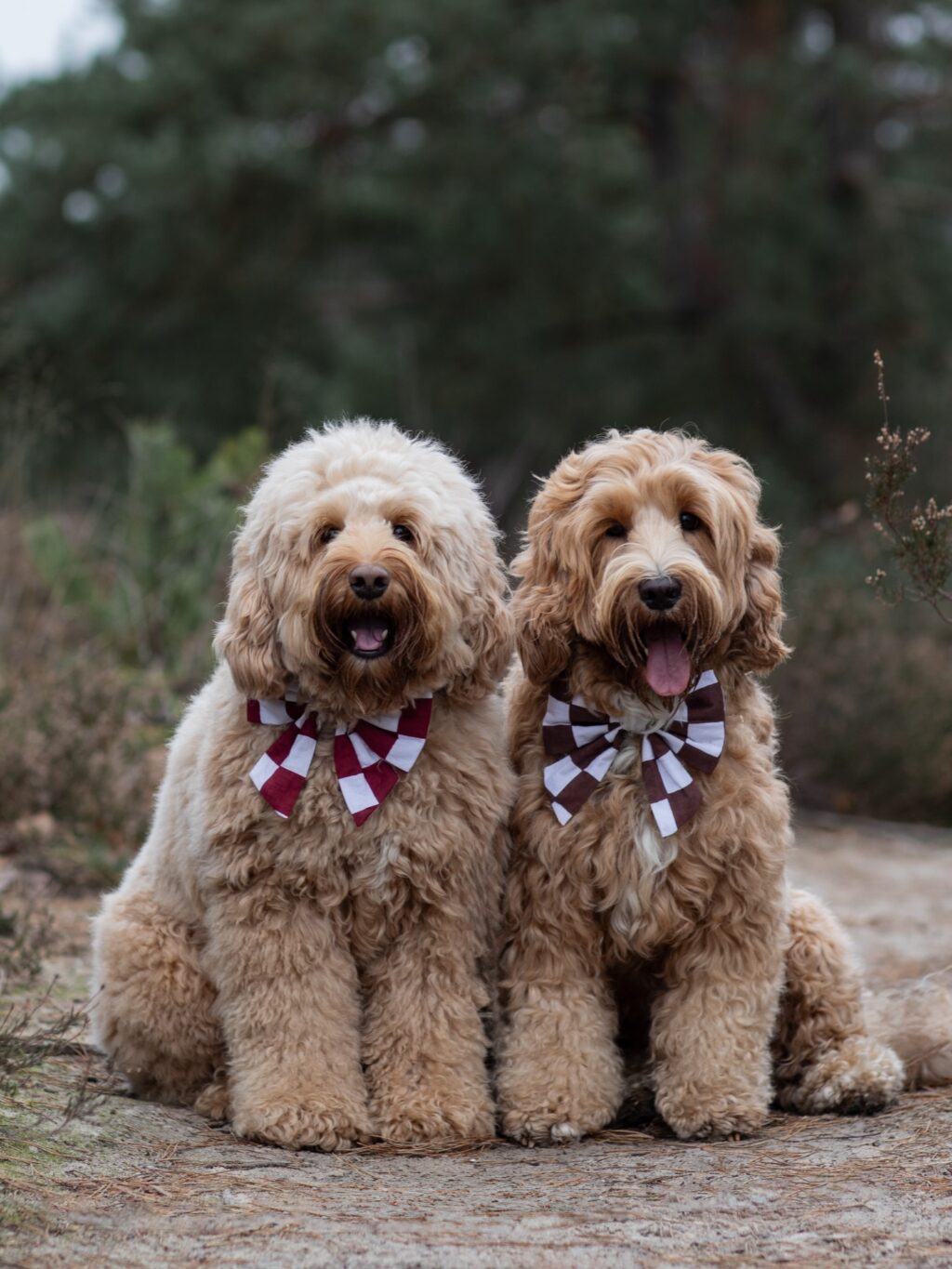 Instagram post from scottysdoggoods. This post is in position 8.