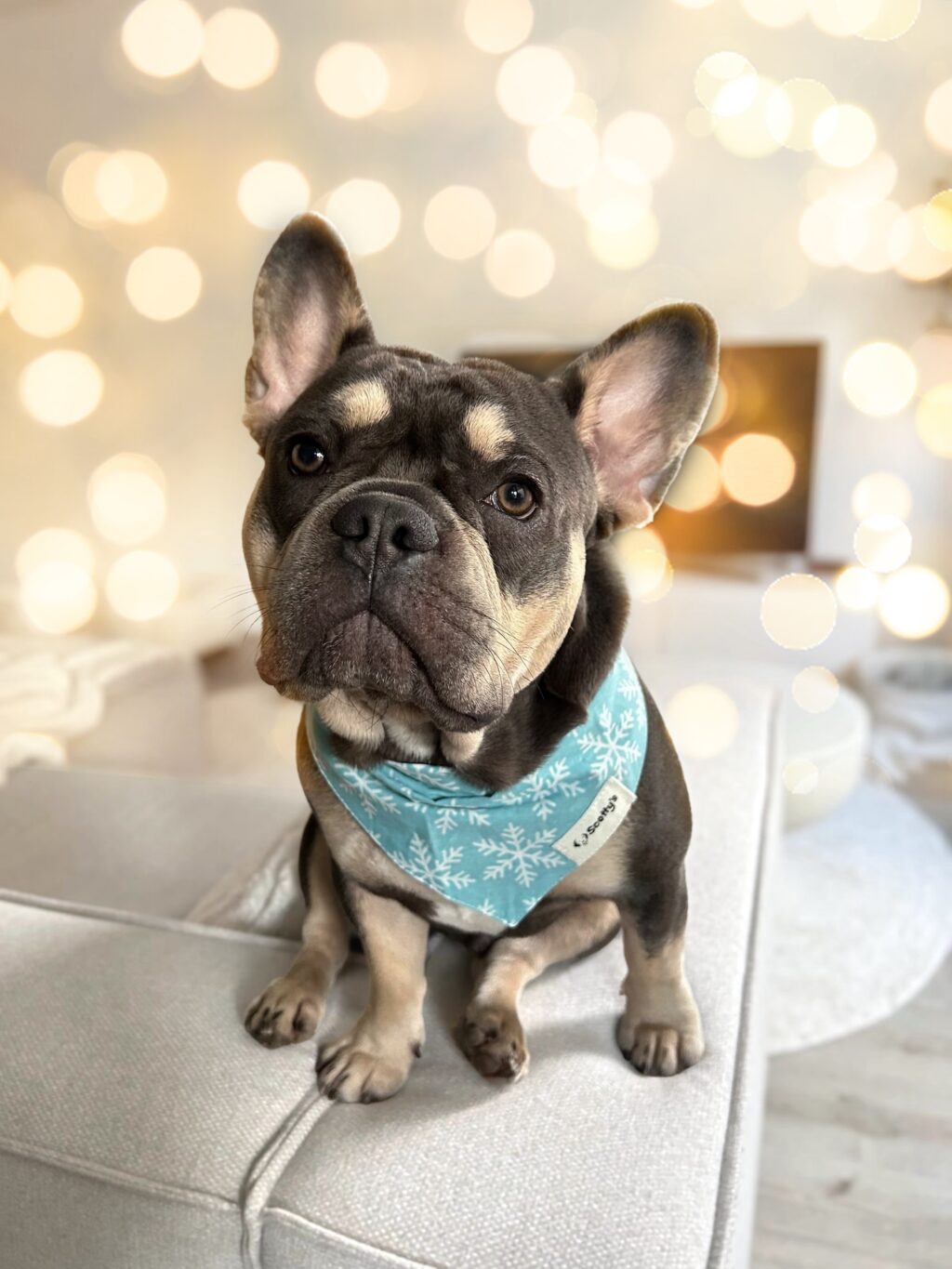 Instagram post from scottysdoggoods. This post is in position 3.