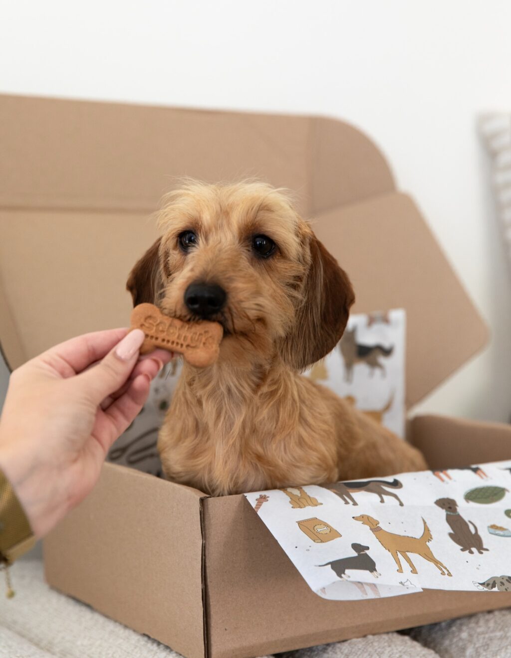 Instagram post from scottysdoggoods. This post is in position 3.